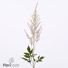 Астильба Эрз Лайт Пинк 70, шт.