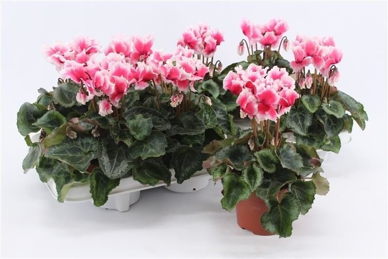Cyclamen Abanico Salmon, D 10,5