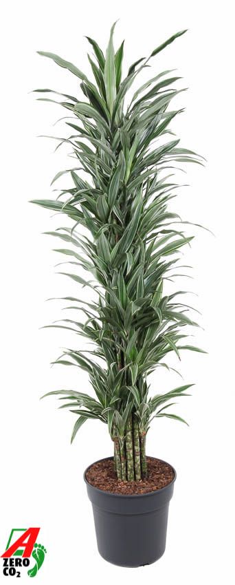 Dracaena Warneckei vertakt P34, D 34 cm Dracaena Warneckei vertakt P34, D 34 cm