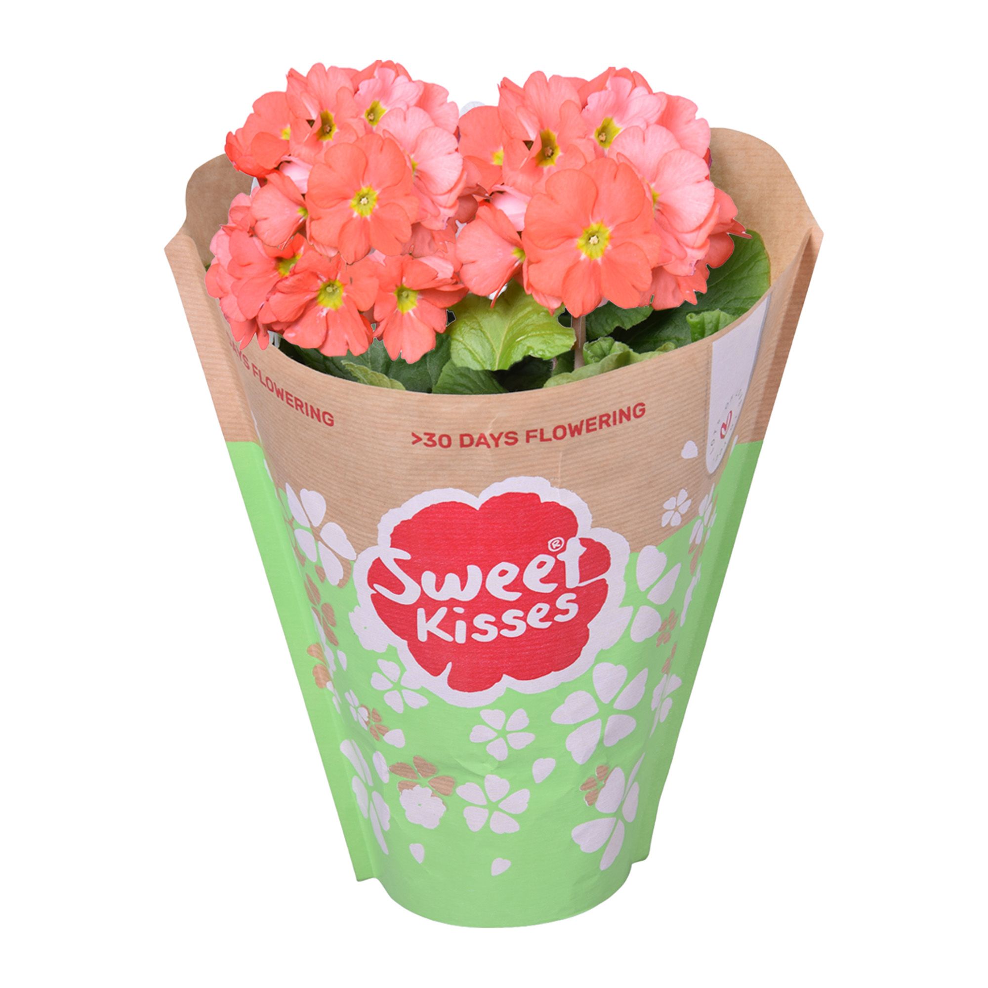 Pr. Sweet Kisses Oranje in Papieren Hoes, D 12