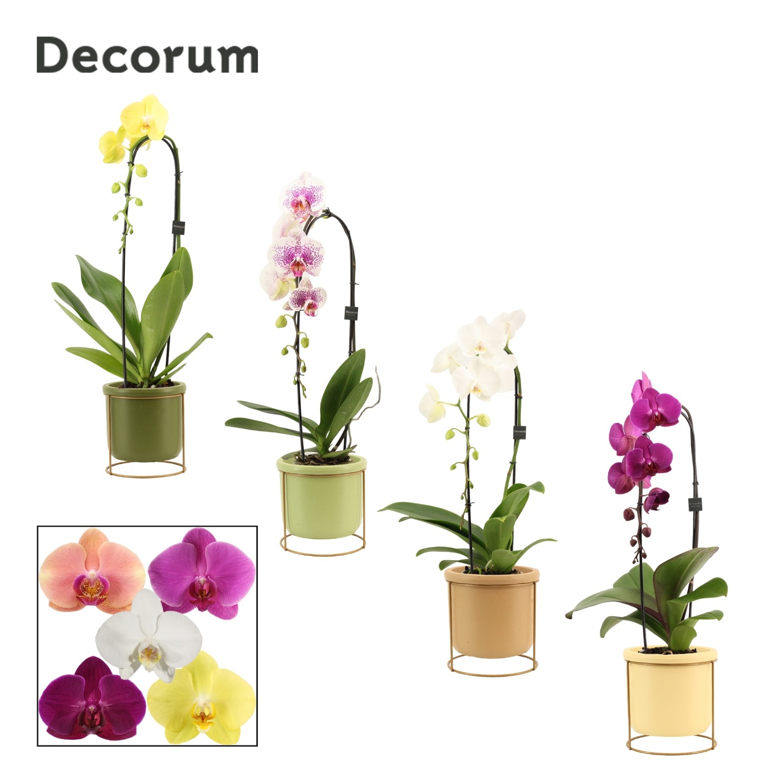 Phalaenopsis cascade 1 tak mix in Lynn (Silent moods-collection), D 12 cm