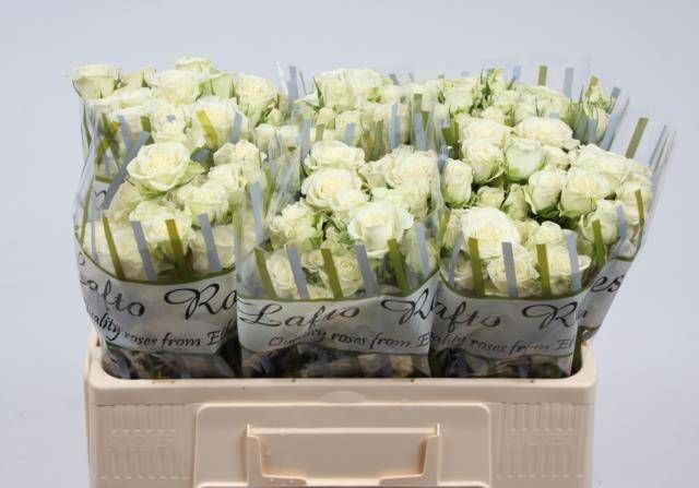 Роза куст. Сноуфлейк 50, шт.