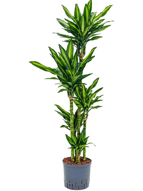 Dracaena fragrans 'Cintho, D 22