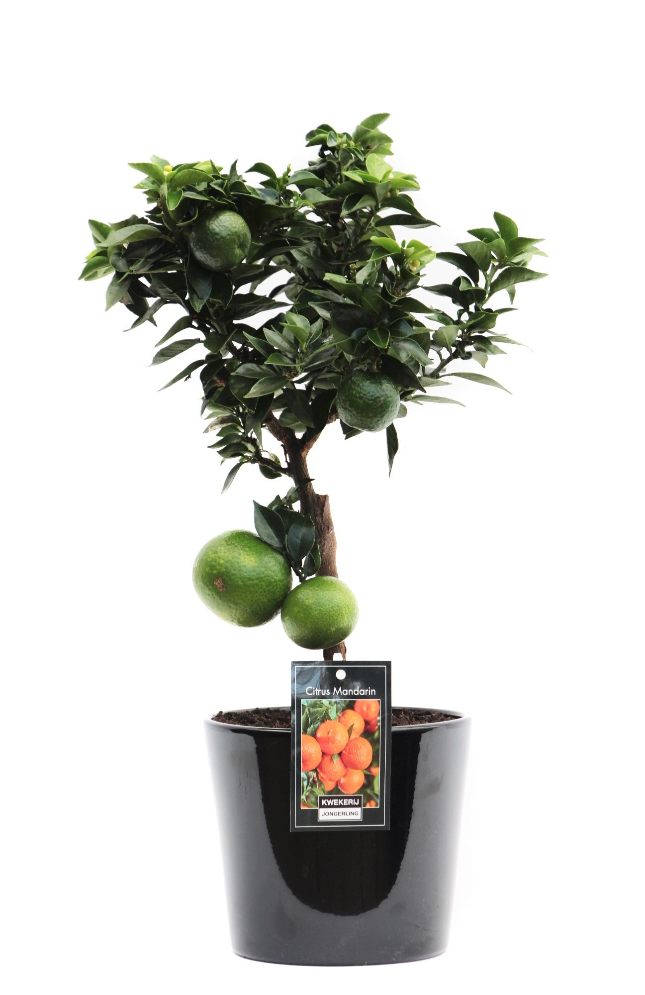 Mandarin in Keramiek Roma zwart, D 16