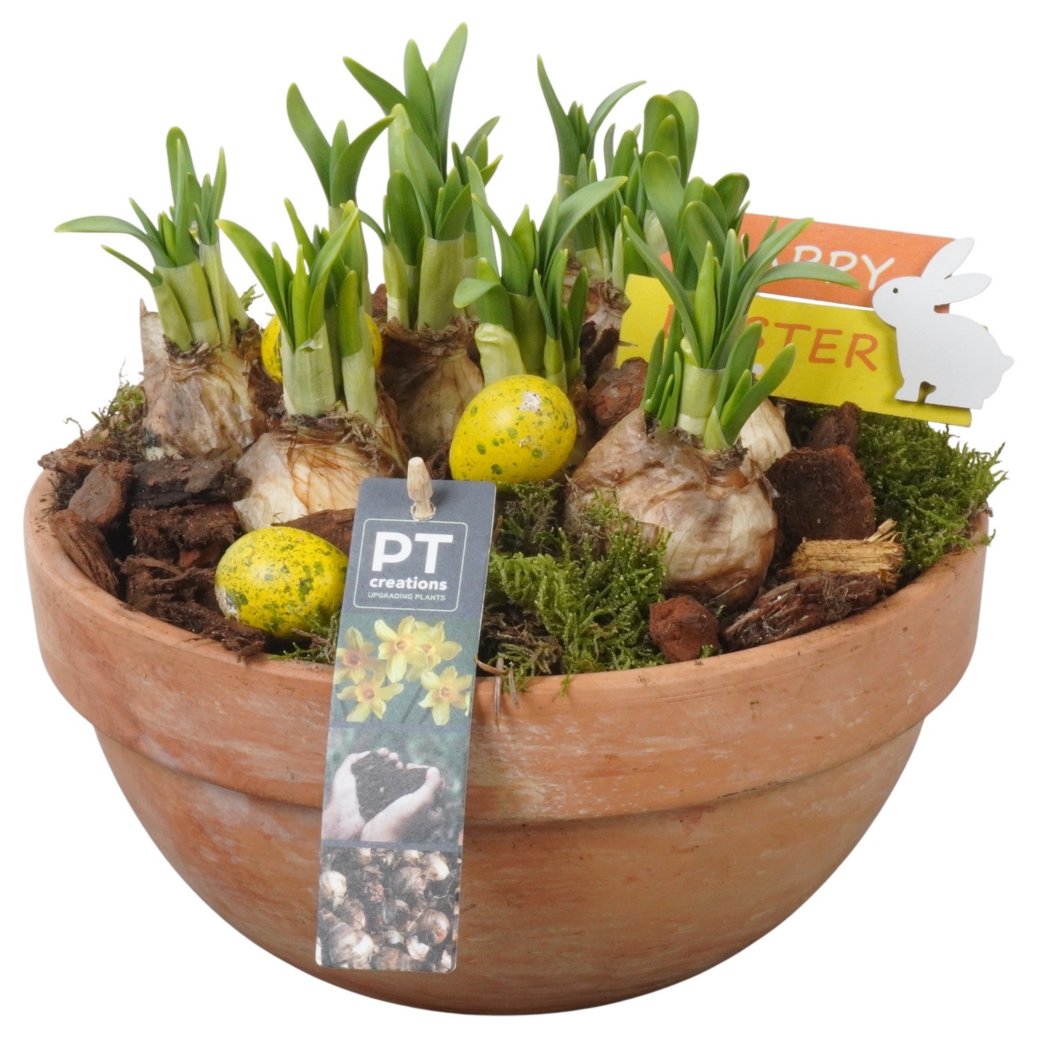 PTNP4467 Arrangement Narcissus Easter in terracotta schaal, D 23