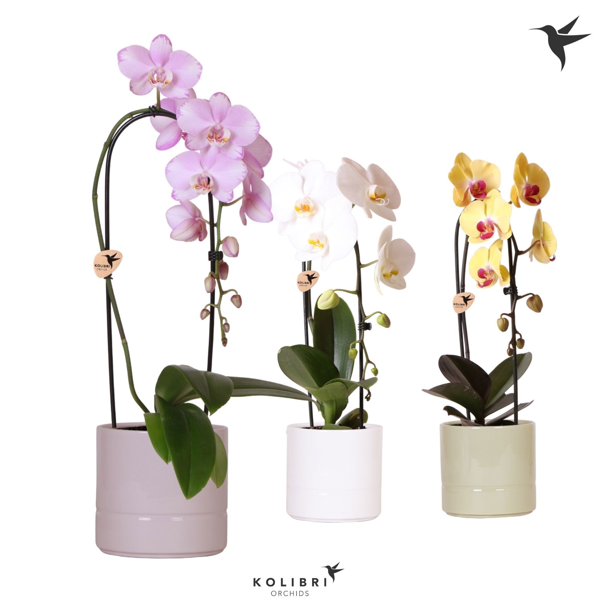 Kolibri Orchids Phalaenopsis Cascade Niagara Fall mix 1 spike in Pastel pot mix, D 12