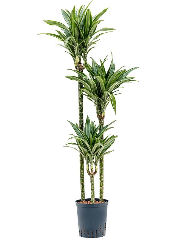 Dracaena fragrans 'Ulises', D 18