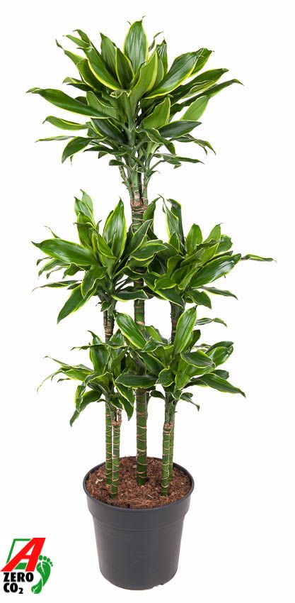 Dracaena Gold Coast 90-carrousel, D 31