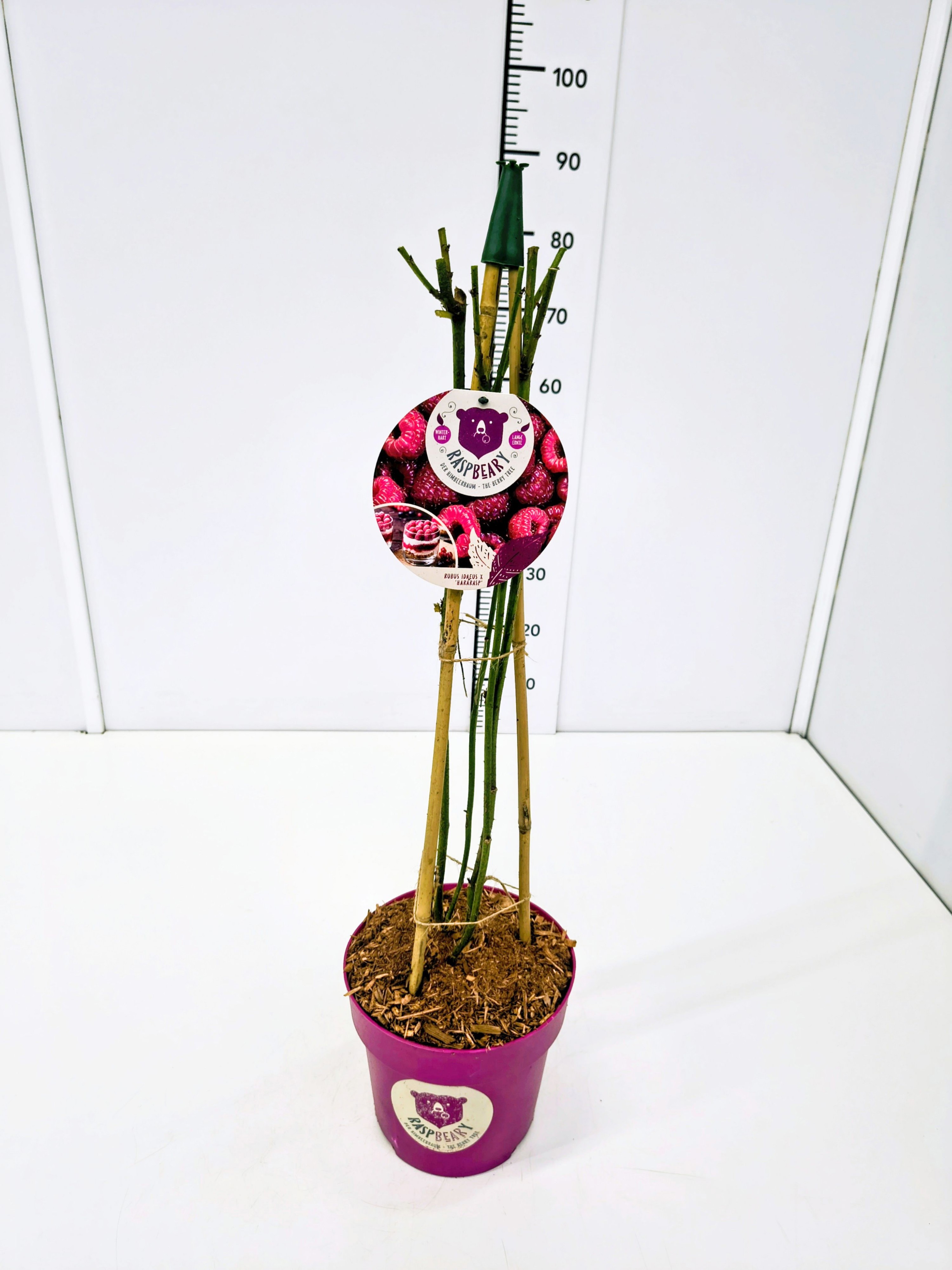 Rubus idaeus 'Raspbeary'™ PY60CMC4.6, D 22