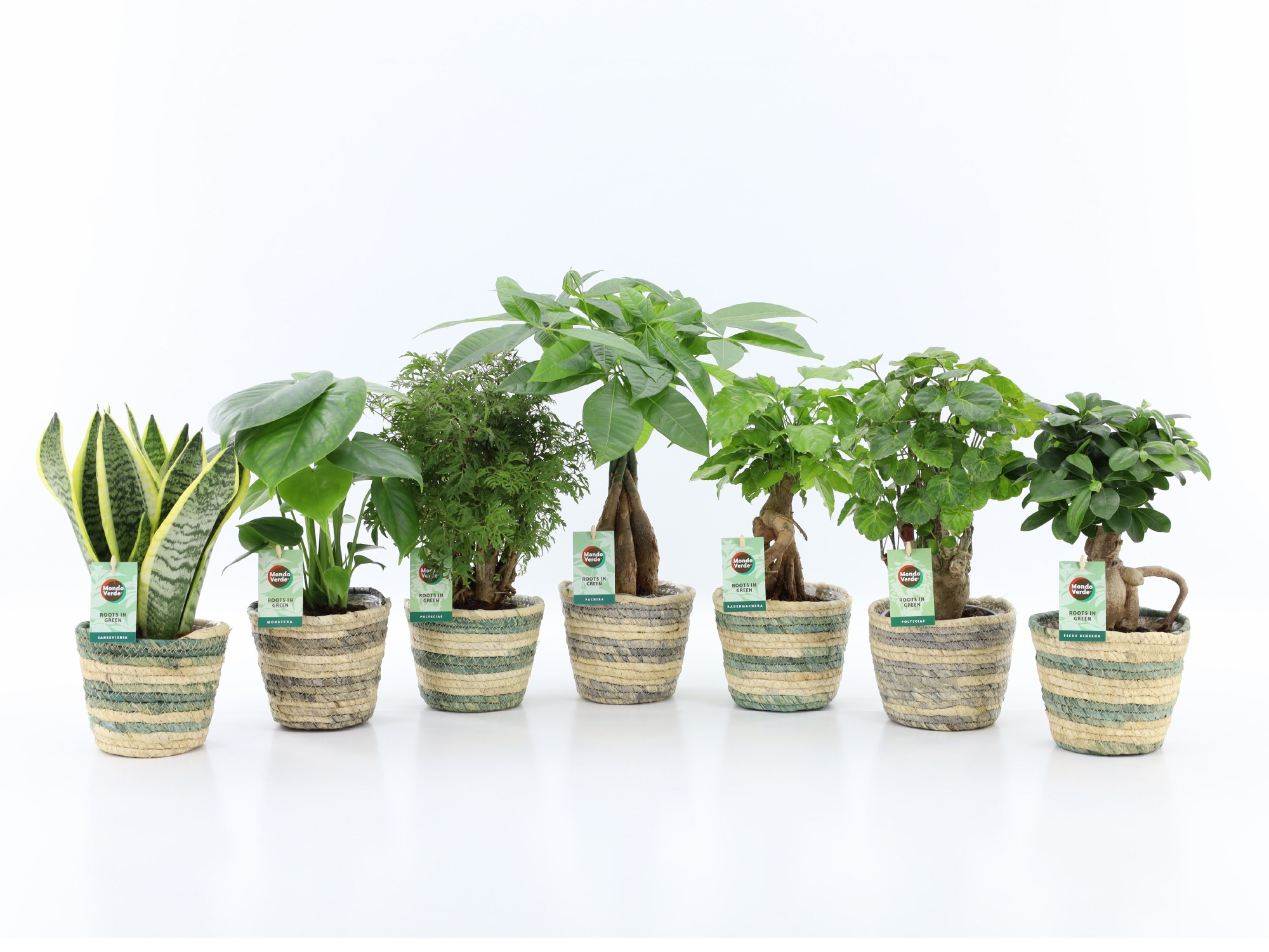 Exotic Green Mix in Noah Lines, D 14