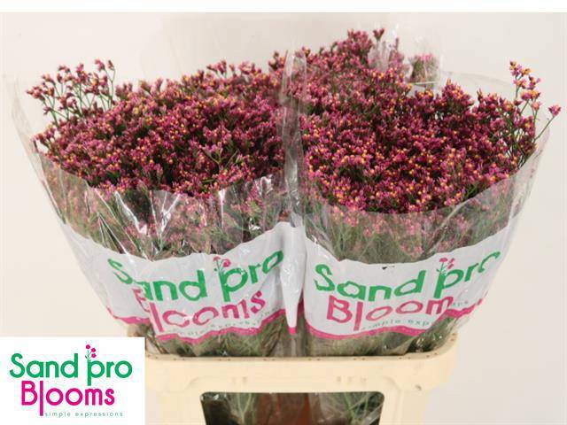 Лимониум Тифани Даймонд 80, шт.