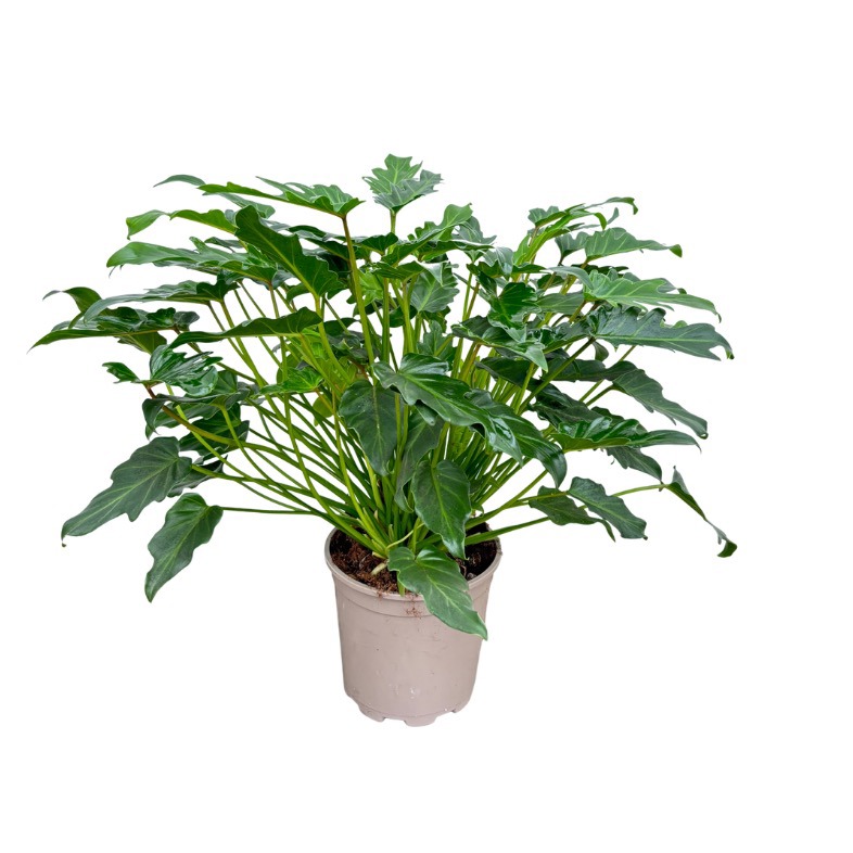 Philodendron Xanadu - 70cm, D 21 cm Philodendron Xanadu - 70cm, D 21 cm