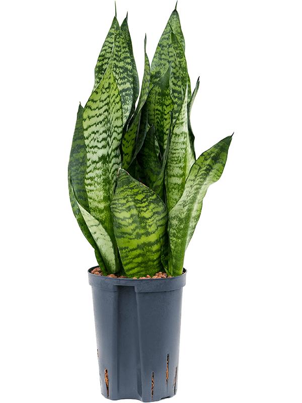 Sansevieria zeylanica 'Compacta', D 15