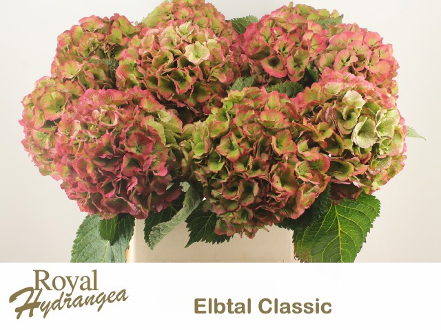 Гортензия Элбтал Классик 80, шт.