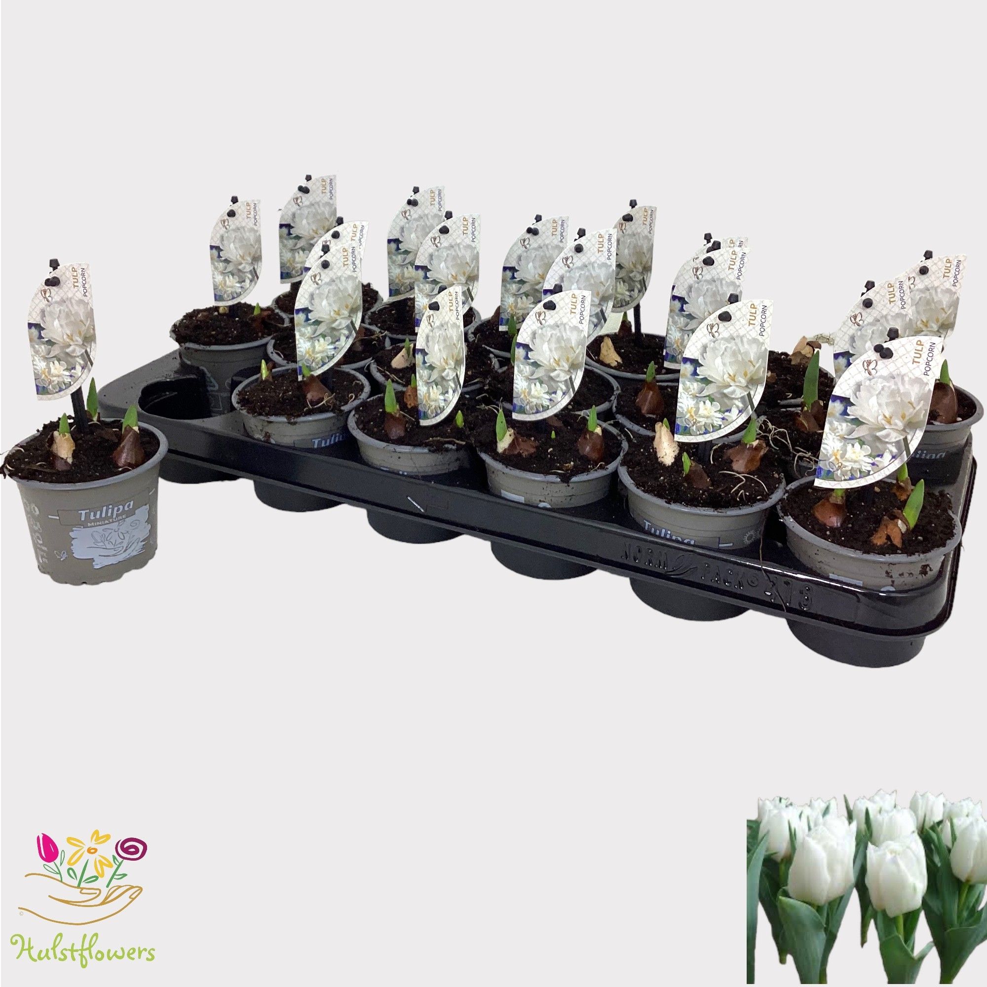 Tulipa 'Popcorn', D 9