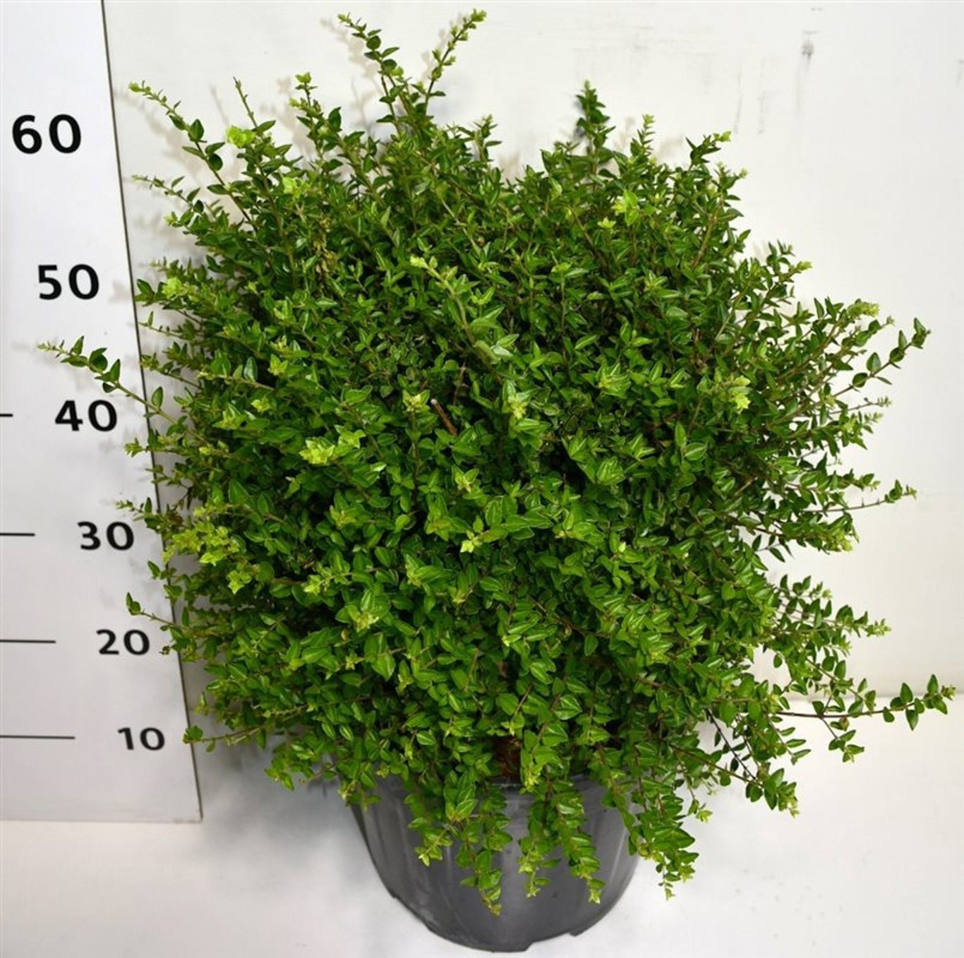 Lonicera nitida 'Copper Glow', D 32 cm