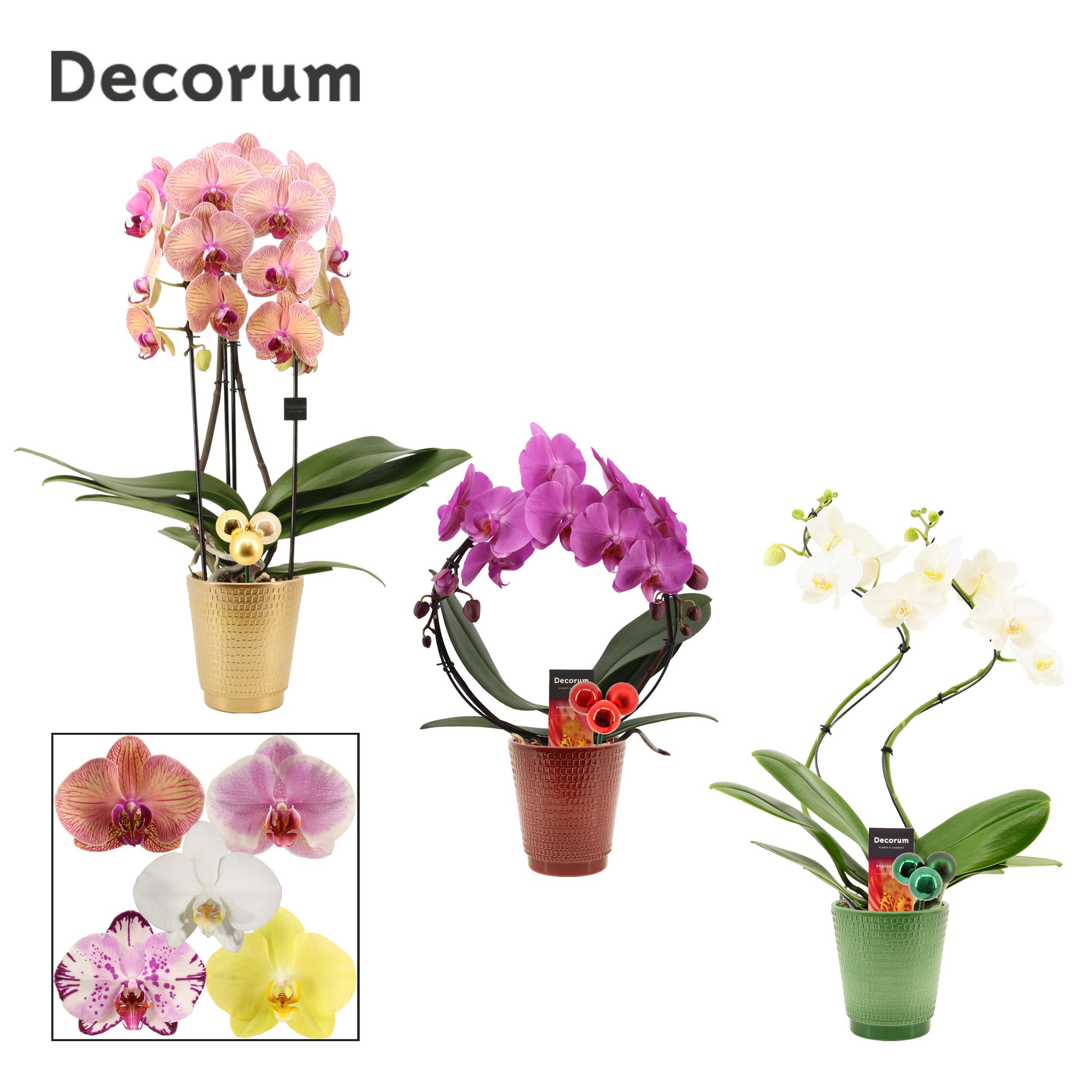 Phalaenopsis vormen mix 2 tak in Mariah met kerstballen bijsteke, D 12 cm