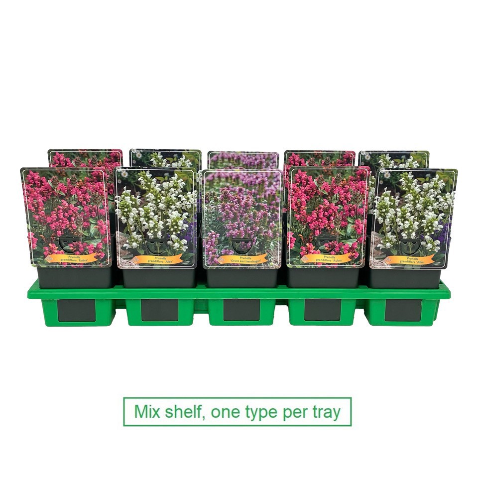 Prunella mix laag P11, D 11