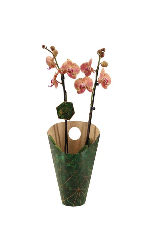 Potcover p12 golden nature Phal Signature Wid Peach 2T16+, D 12 cm
