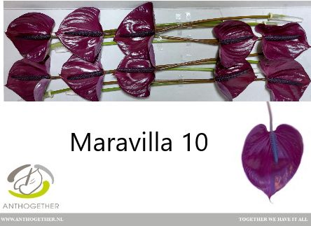 Антуриум Маравилла x10, шт. Антуриум Маравилла x10, шт.