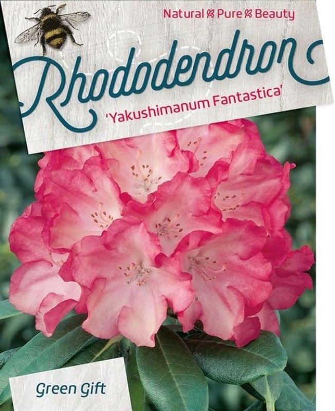 Rhododendron (Y) 'Fantastica', D 48
