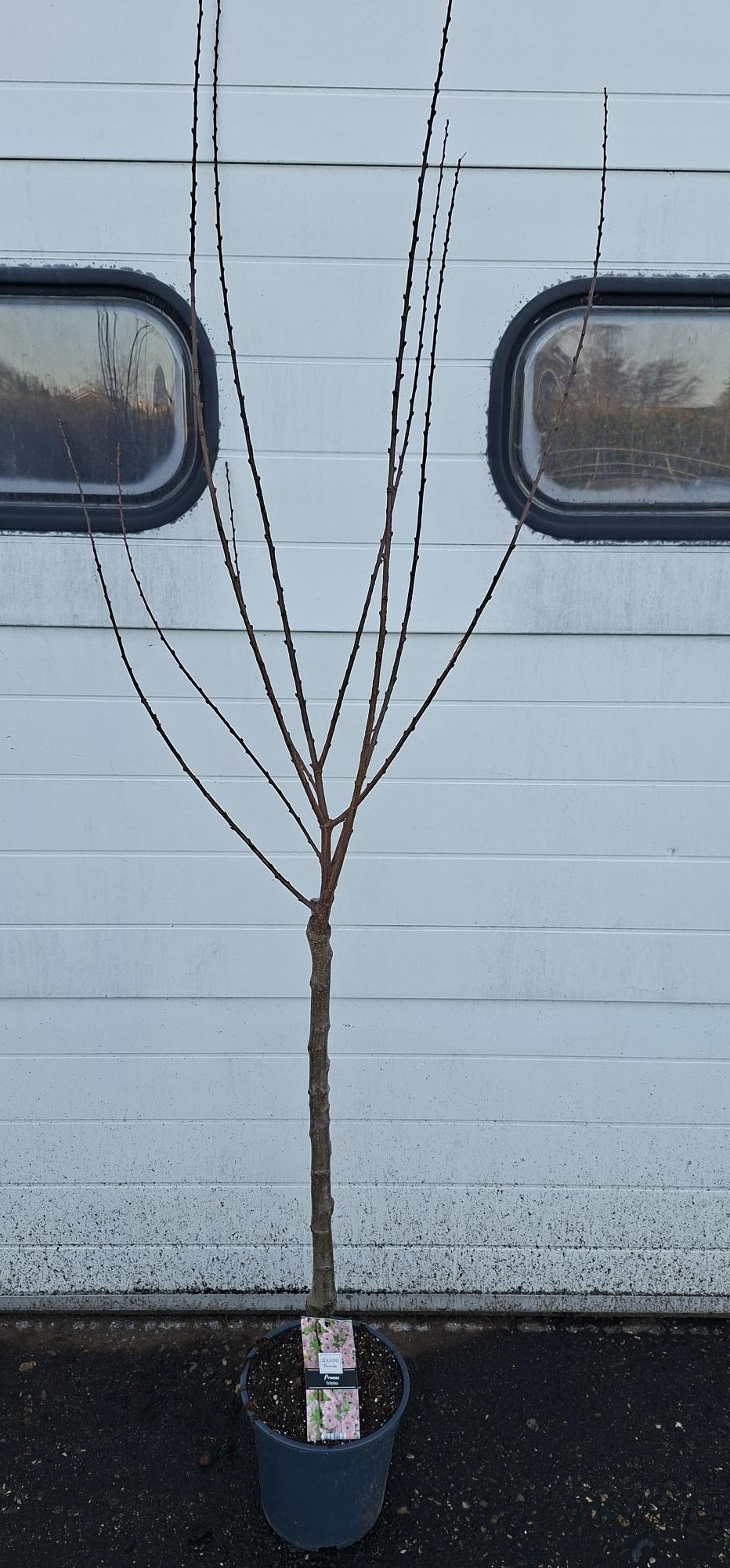 Prunus Triloba stam 60, D 24