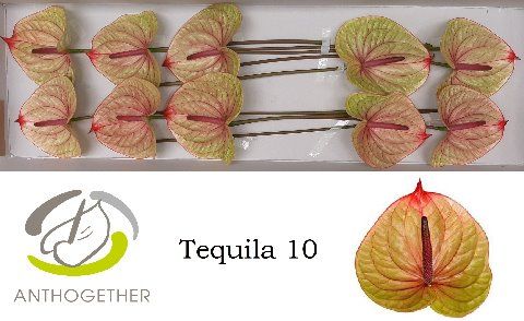 Антуриум Текила x10, шт. Антуриум Текила x10, шт.