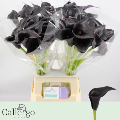 Калла Кантор 65, шт.