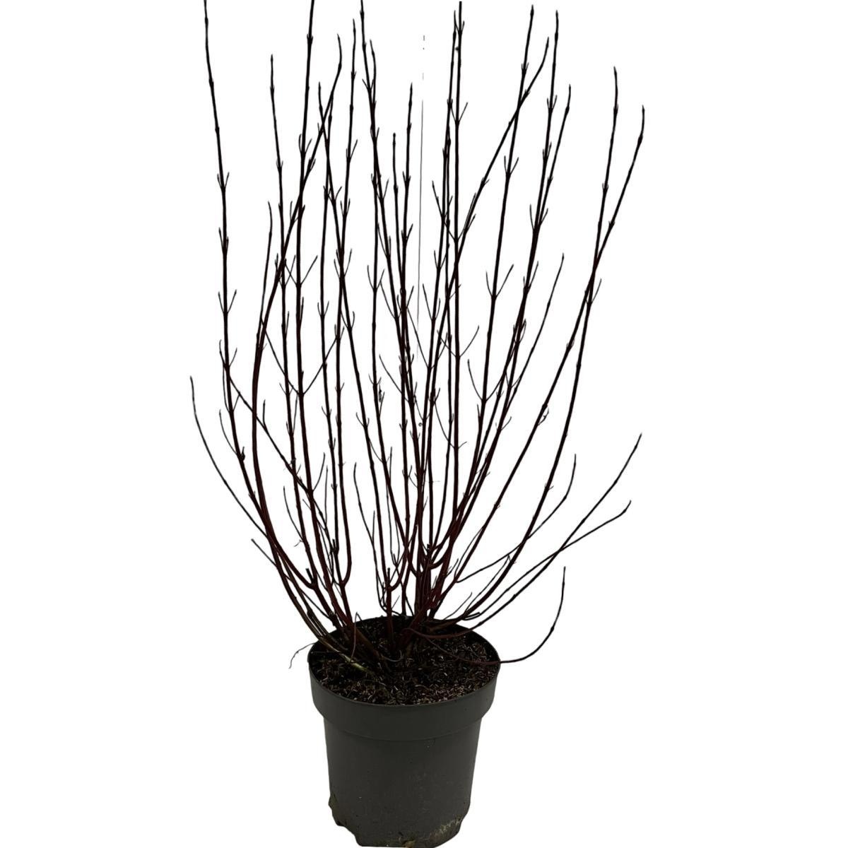 Cornus alba Miracle, D 32