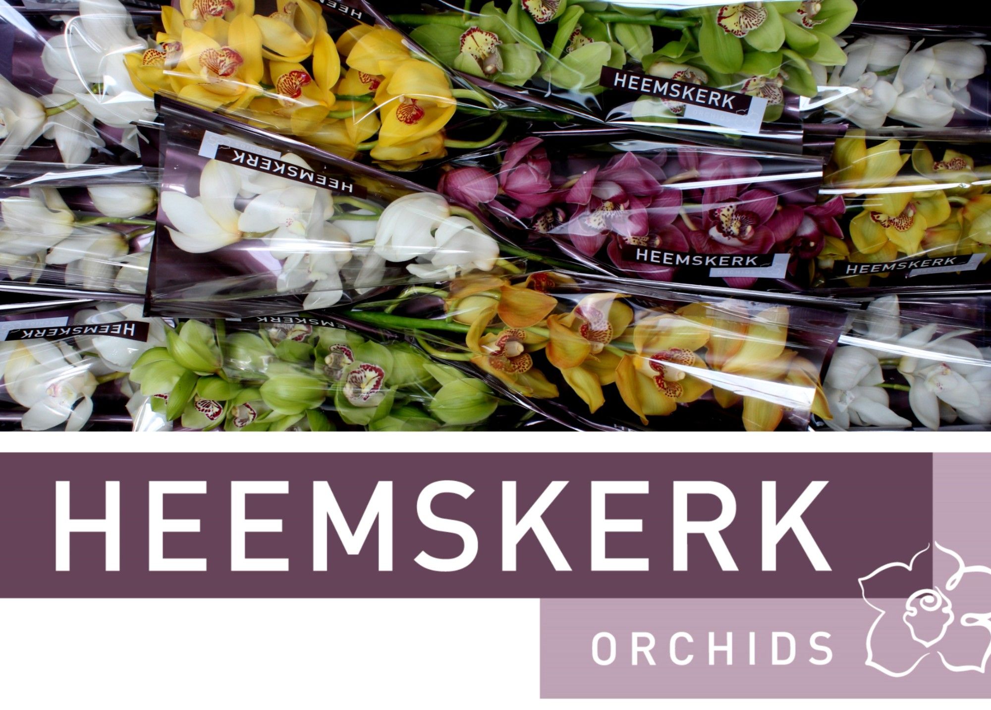 Цимбидиум Микс x12 50, шт.