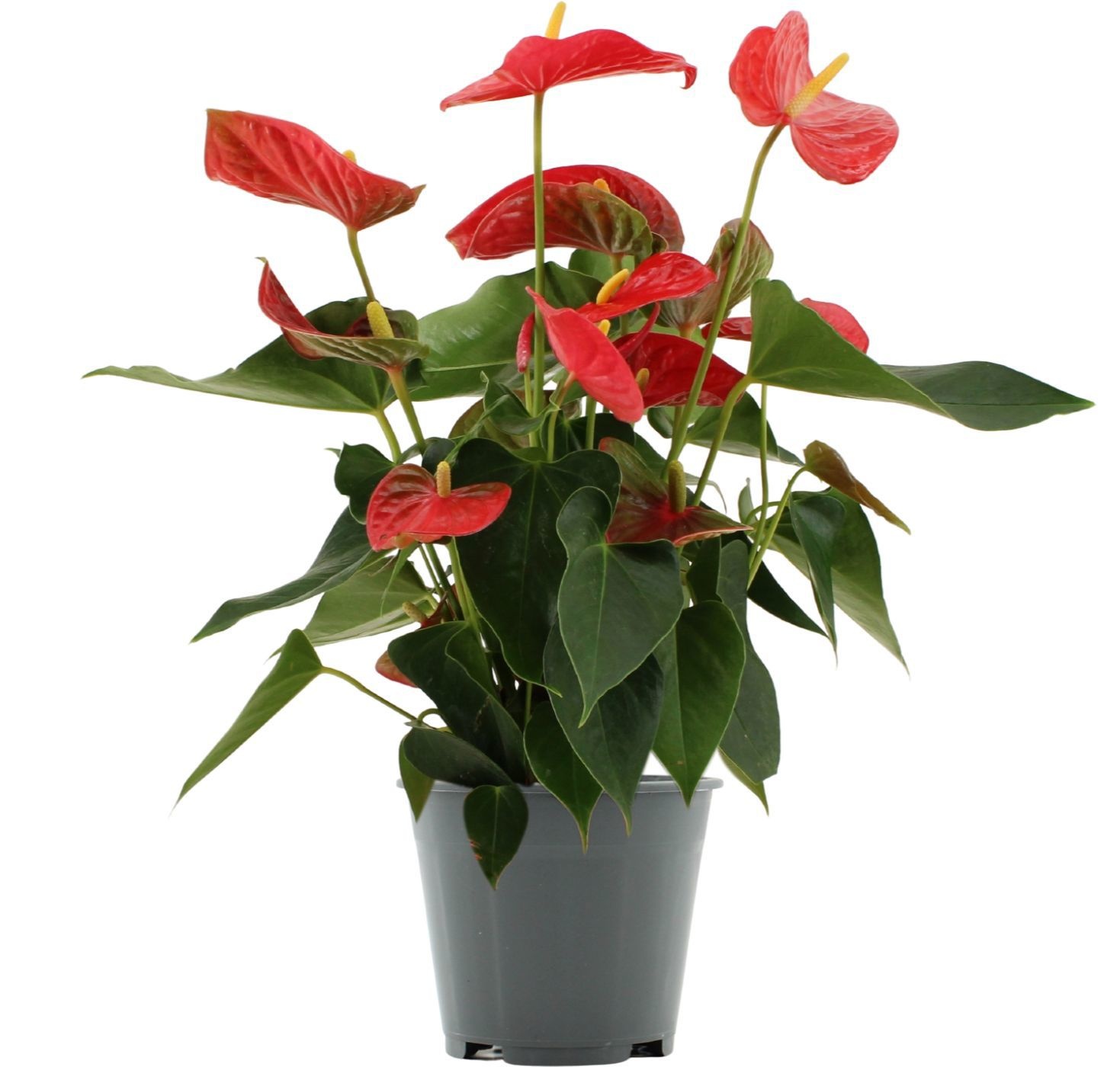 Anthurium 14 cm Casparo in Transparant sleeve, D 14