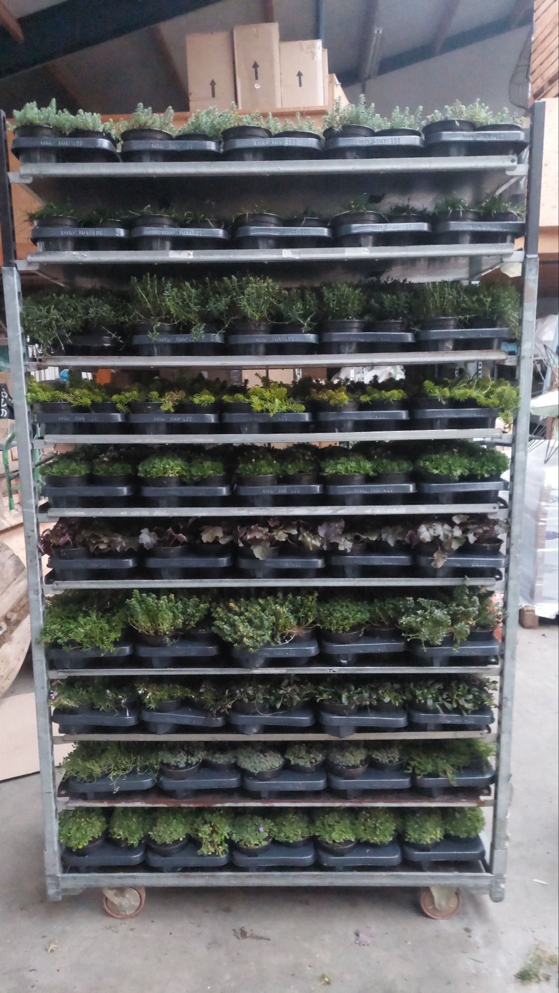 Vaste Planten mix kar 1-12 soorten 13cm, D 13