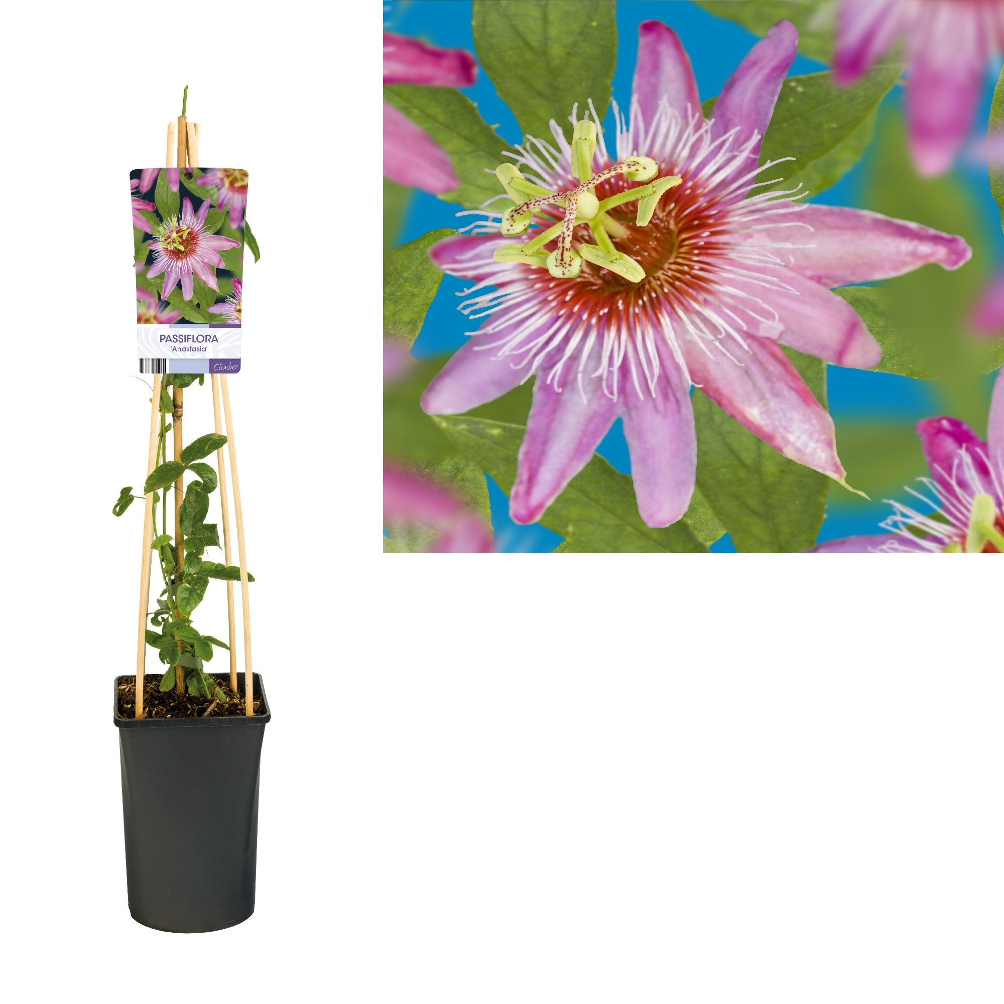 Passiflora 'Anastasia' +light label, D 17 cm