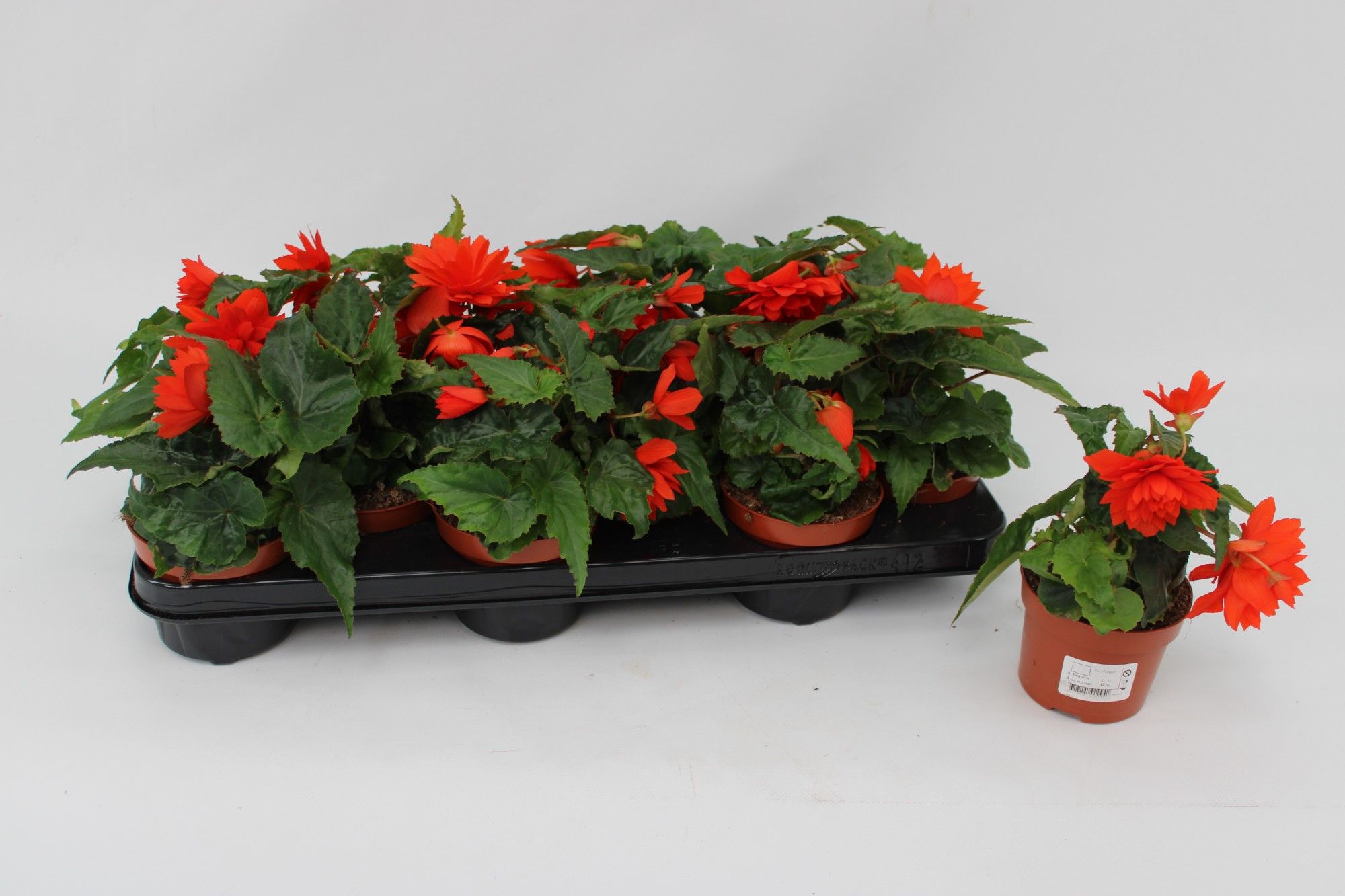 Begonia Tenella Orange, D 10,5