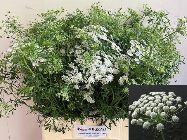 Амми Маюс 60, шт.