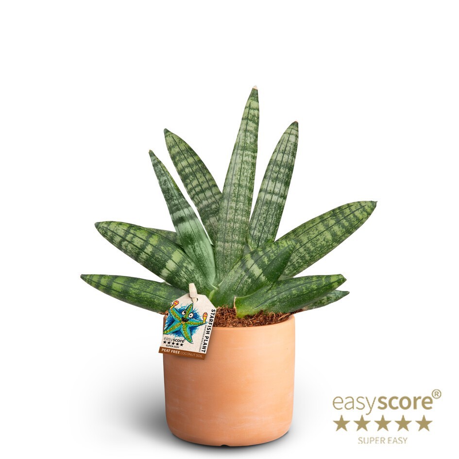 SANSEVIERIA BONCELLENSIS 40930059 Raw T Boncellensis, D 10