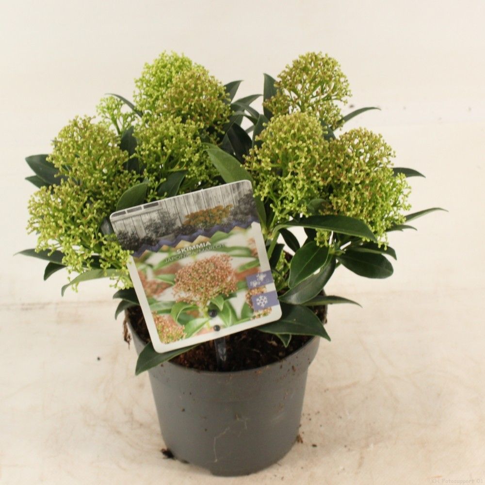 Skimmia jap. 'Marlot', D 13 cm