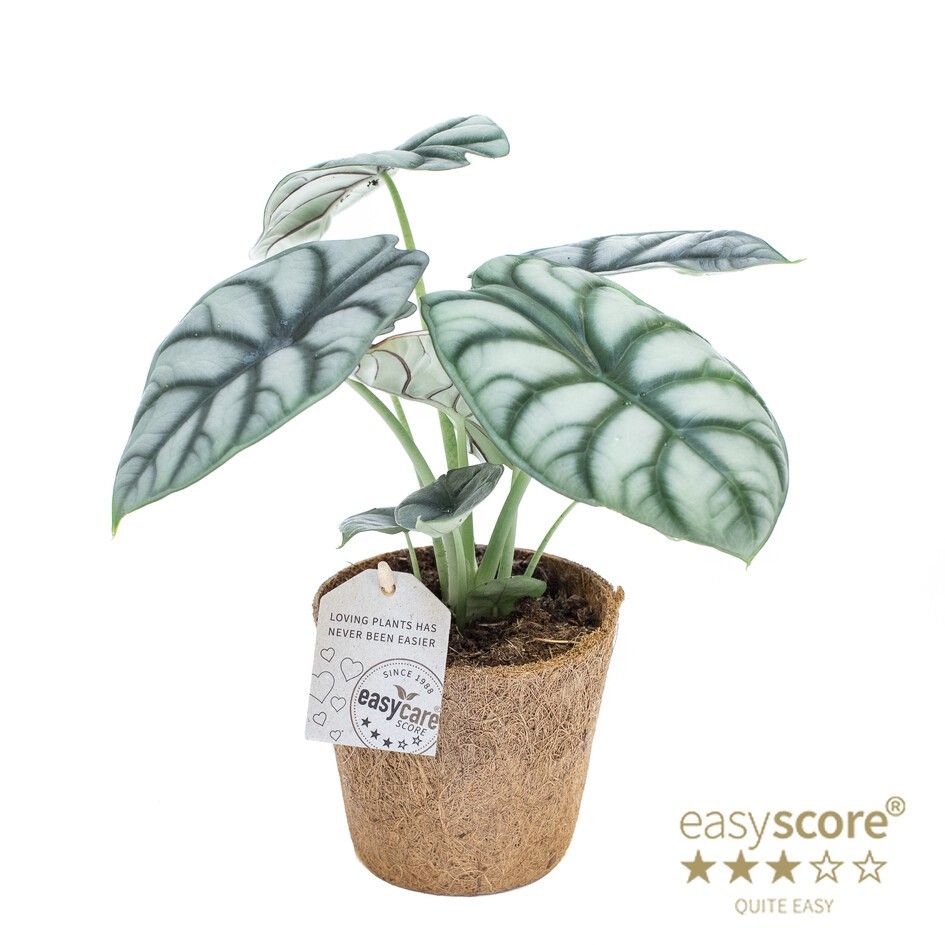 Alocasia ´Silver Dragon´ - COCOZ, D 11 cm
