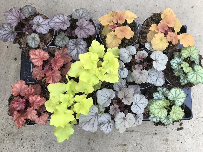 HEUCHERA-HYBRID Mix, D 12
