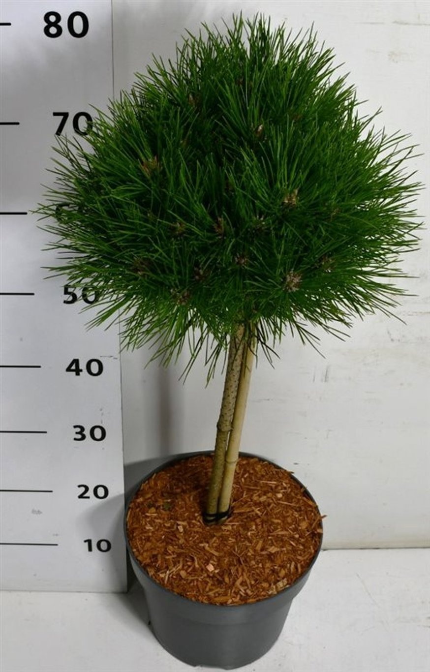 Pinus nigra 'Pierrick Bregeon', D 26 cm