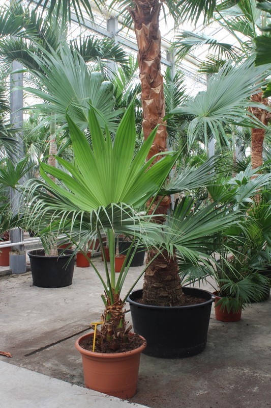 Livistona chinensis, D 60