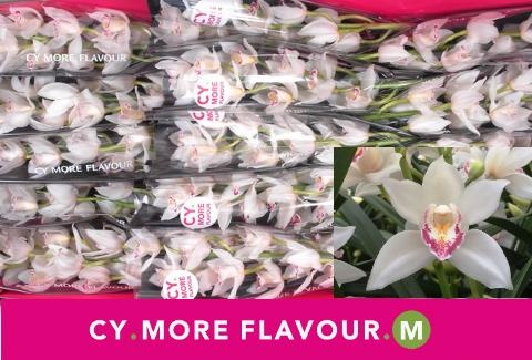 Цимбидиум мини Лаки Сью x15 50, шт.