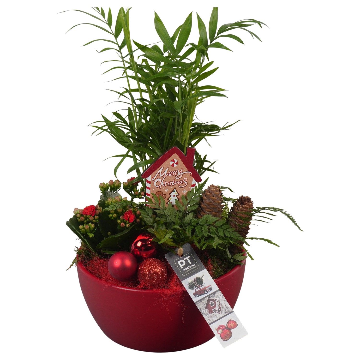 PTCHR7235 Arrangement Christmas Red in keramiek schaal, D 18 cm