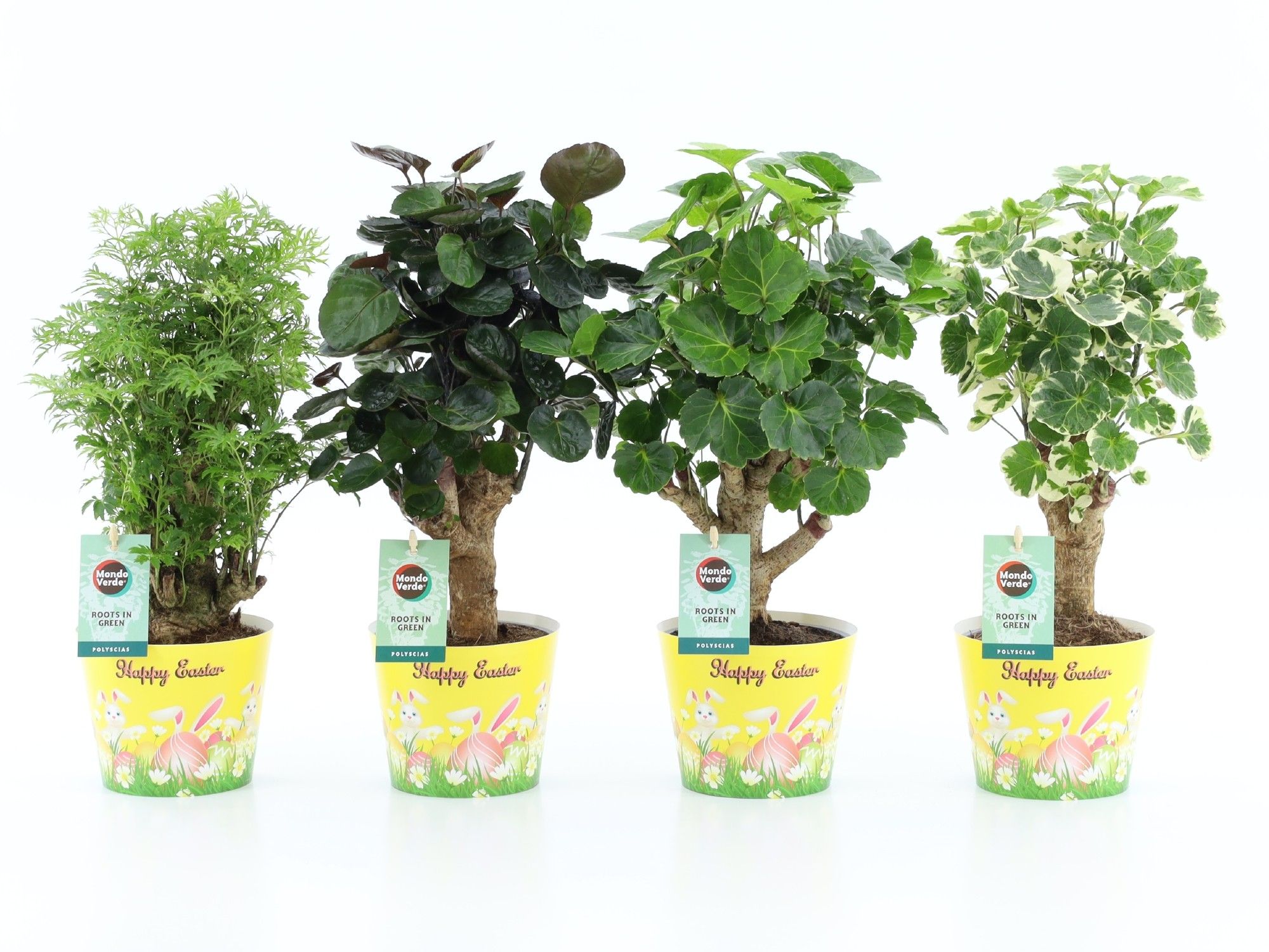 Polyscias Mix 12cm in Potcover Pasen, D 12