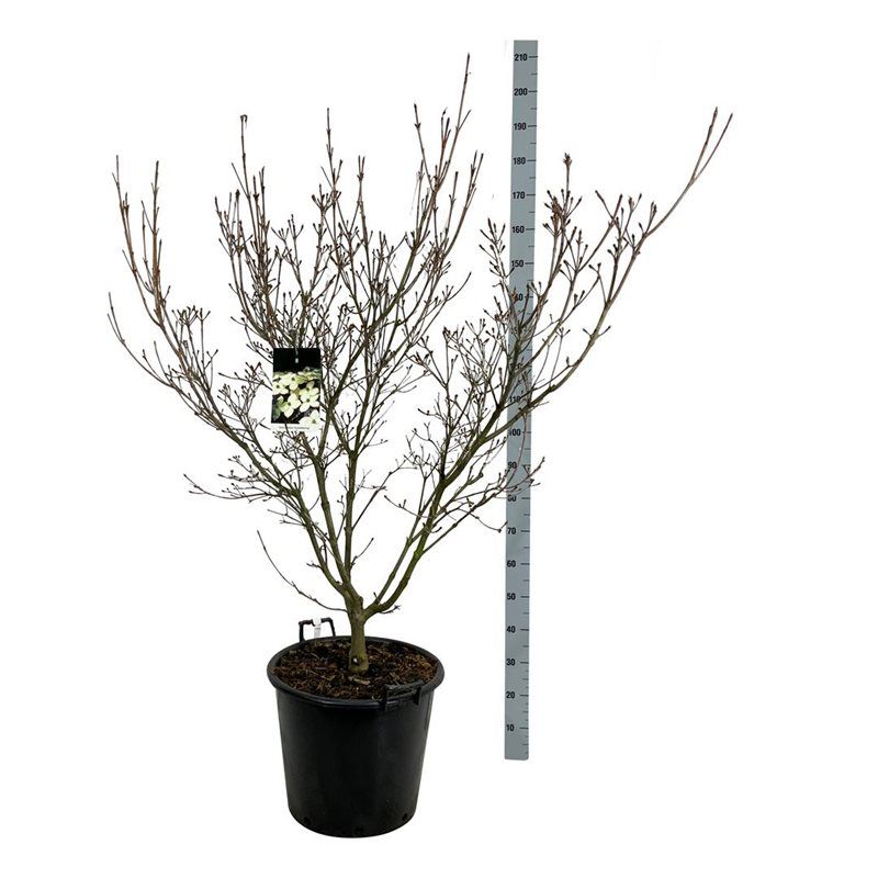 Cornus kousa 'Schmetterling', D 50 cm