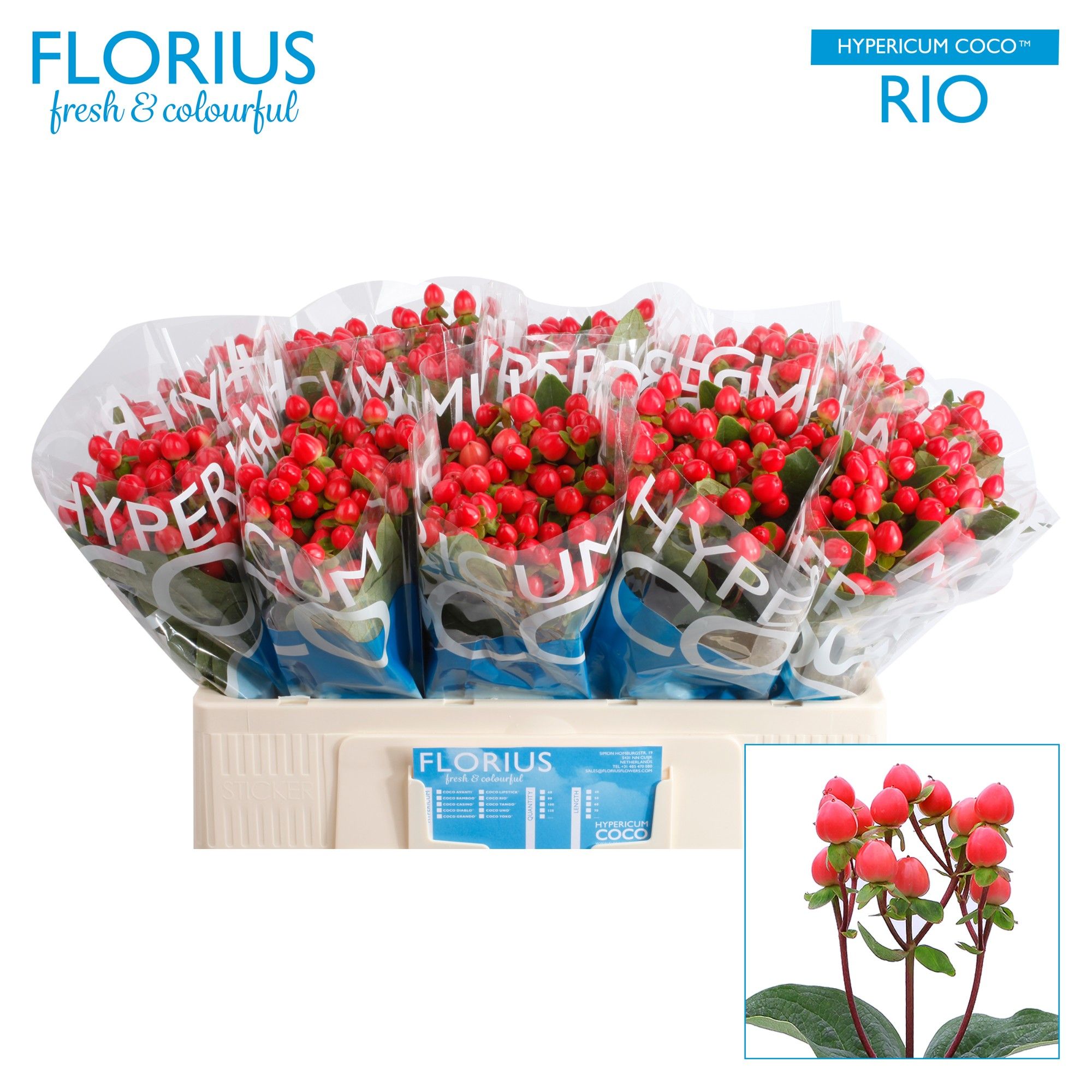 Гипперикум Коко Рио 50, шт.