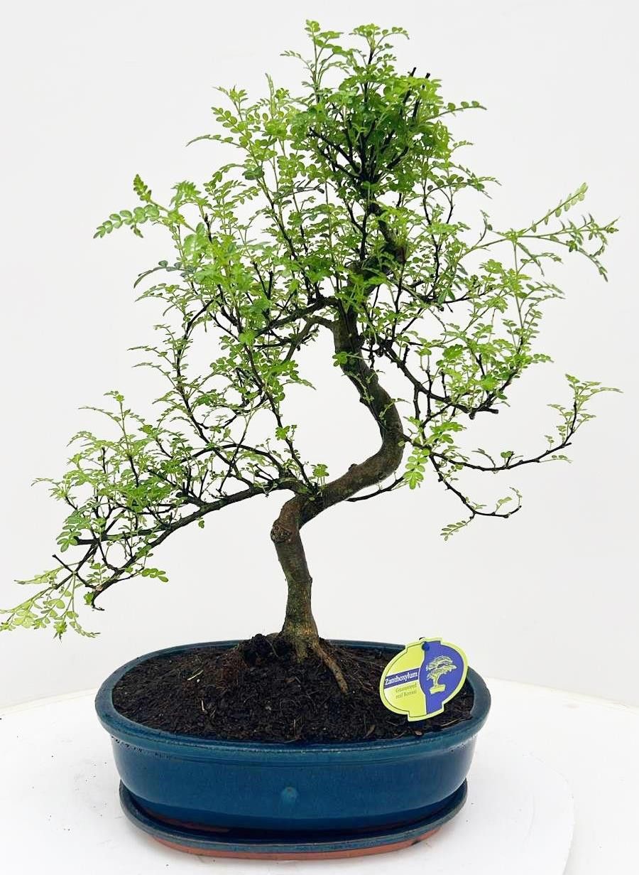 Zanthoxylum piperitum, 32cm., shape, with dip tray, D 32