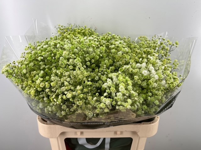 Гипсофила Овериг Крашеная (краш. ) 80, шт.