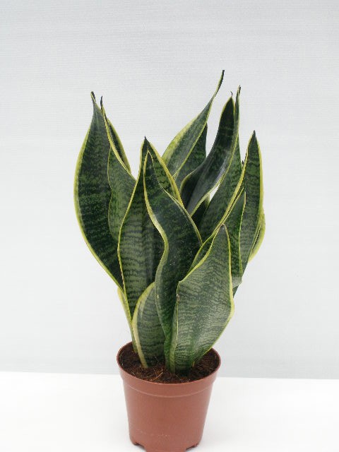SANSEVIERIA TRIFASCIATA 'GOLDEN FUTURA', D 12 cm SANSEVIERIA TRIFASCIATA 'GOLDEN FUTURA', D 12 cm