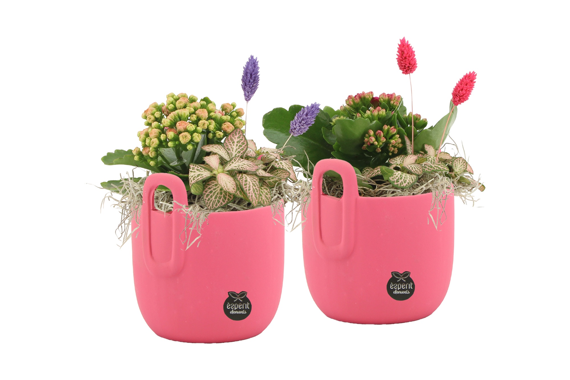 22016: Lovess arrangement, D 12